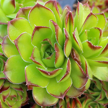 Sempervivum heuffelii for Sale Online | Mountain Crest Gardens®