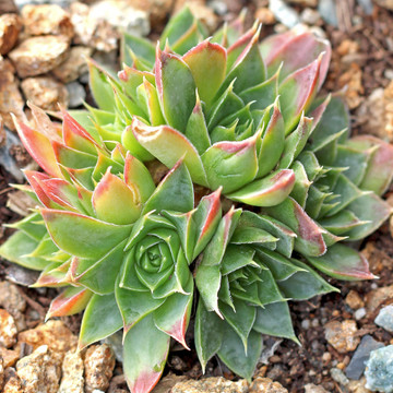 Sempervivum heuffelii for Sale Online | Mountain Crest Gardens®