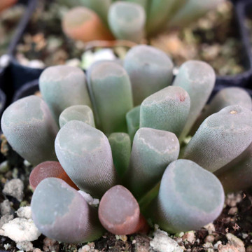 Frithia pulchra - Purple Baby Toes - April