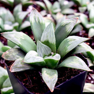 Haworthia 'Midnight Sun' - April