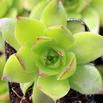 Sempervivum heuffelii 'Fandango' (Young) - April
