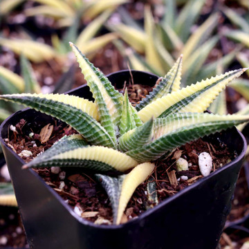 Haworthia limifolia f. variegata - Variegated Fairy Washboard