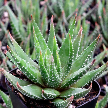 Haworthia minor - April