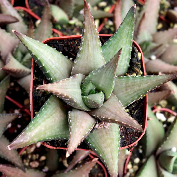 Haworthia 'Emerald Fury' - April