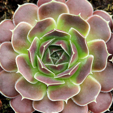 Sempervivum heuffelii for Sale Online | Mountain Crest Gardens®