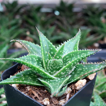 Aloe 'Amial Hodi' - April