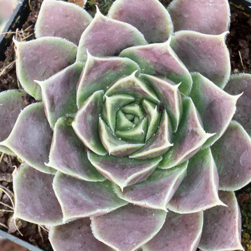 Sempervivum heuffelii 'Melanoheuff' - February