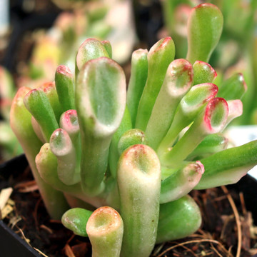 Crassula ovata 'Variegated Gollum' Jade