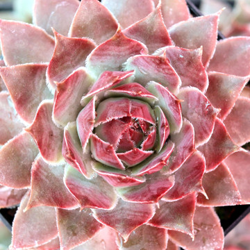 Sempervivum 'Crispyn' - May