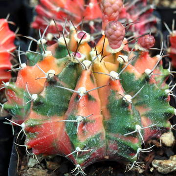 Gymnocalycium mihanovichii f. variegata - Variegated Moon Cactus