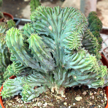 Myrtillocactus geometrizans f. cristatus