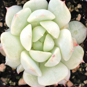 Echeveria derenbergii - Painted Lady