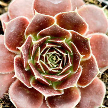 Sempervivum heuffelii 'Irene' - September