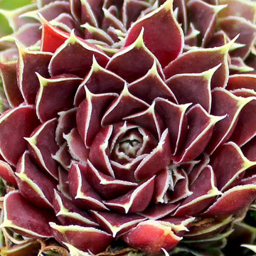Sempervivum heuffelii for Sale Online | Mountain Crest Gardens®