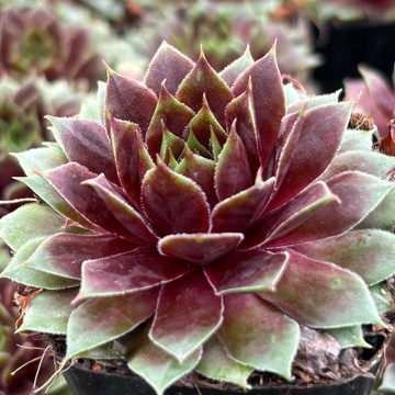 Sempervivum 'Marshall'