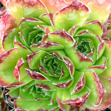 Sempervivum heuffelii for Sale Online | Mountain Crest Gardens®