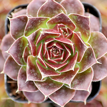 Sempervivum heuffelii 'Torrid Zone' (Young) - Spring