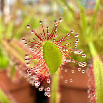 Drosera capensis - Octopus Plant