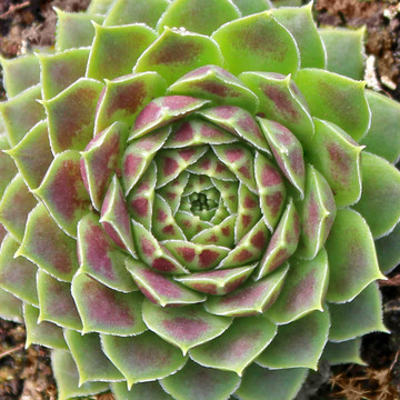 Sempervivum heuffelii 'Jakupica' - March