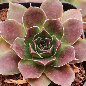 Sempervivum heuffelii for Sale Online | Mountain Crest Gardens®