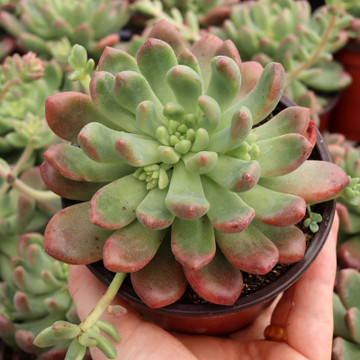 Cremneria 'Expatriata'