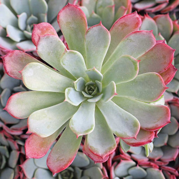 Echeveria laulensis - October