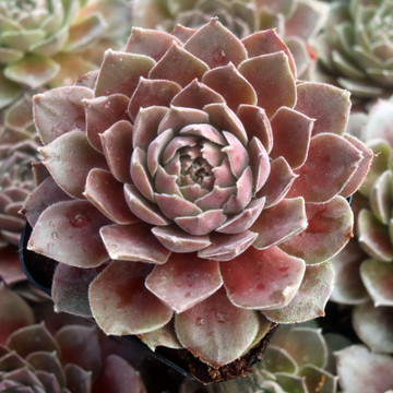 Sempervivum 'Pacific Magic Night'