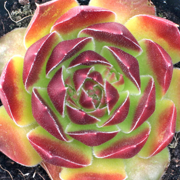 Sempervivum heuffelii for Sale Online | Mountain Crest Gardens®