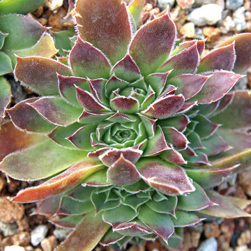 Sempervivum heuffelii 'Apache' (Outdoors) - August
