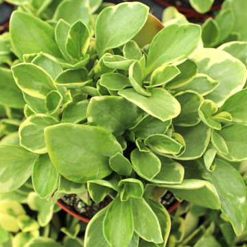 Peperomia obtusifolia f. variegata