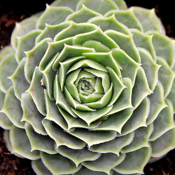 Sempervivum heuffelii 'Minutum'