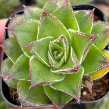 Sempervivum heuffelii for Sale Online | Mountain Crest Gardens®