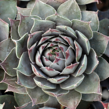 Sempervivum 'Blue Boy' (Young) - February