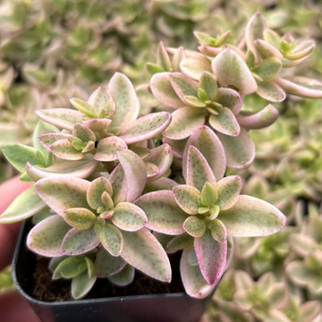 Crassula volkensii f. variegata