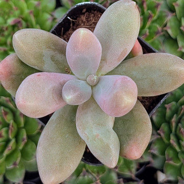Pachyphytum 'Captain Jessop'
