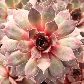 Sempervivum 'Dark Cloud' - January
