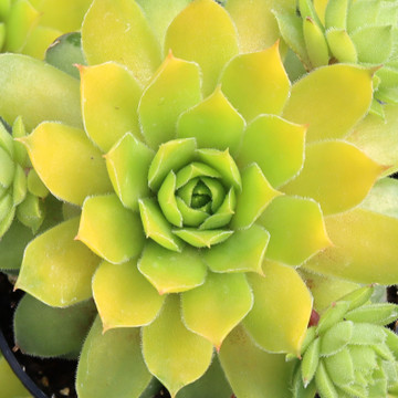 Chick Charmlettes® Cheeky Charlie™