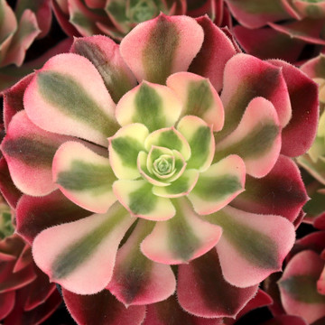 Aeonium 'Pink Witch'