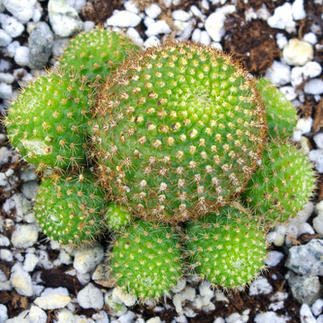 Rebutia perplexa - Fall - Top View