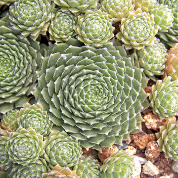 Sempervivum 'Duke of Windsor' (Outdoors) - August