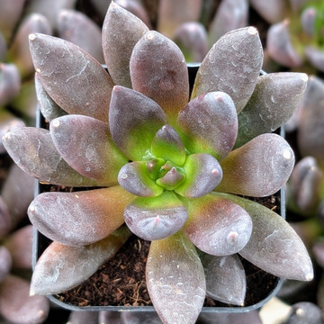 Echeveria 'New Black'