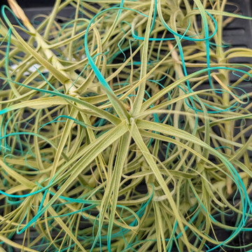 Air Plant - Tillandsia 'Turquoise Tilly' (enhanced)