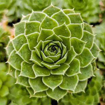 Sempervivum heuffelii 'Nobel'
