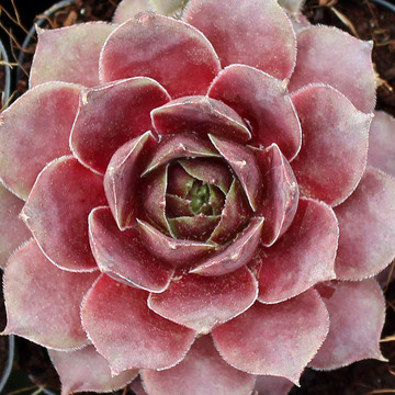 Sempervivum 'Fame' (Young) - March