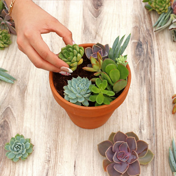 Succulent Cuttings for Pumpkins & Fall Decor Assorted Pack (10-50 Plants, 2-4")