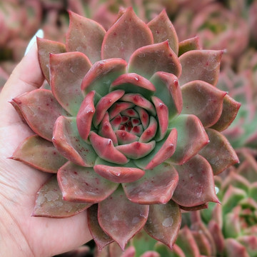 Echeveria agavoides 'Romeo'