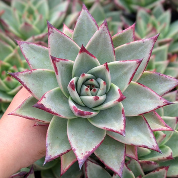 Echeveria agavoides 'Ebony'