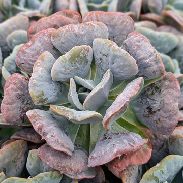 Echeveria 'Heart's Delight'
