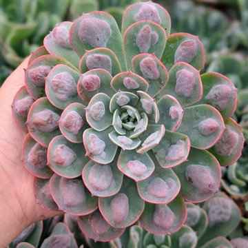 Echeveria 'Raindrops'
