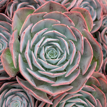 Echeveria 'Muesli'